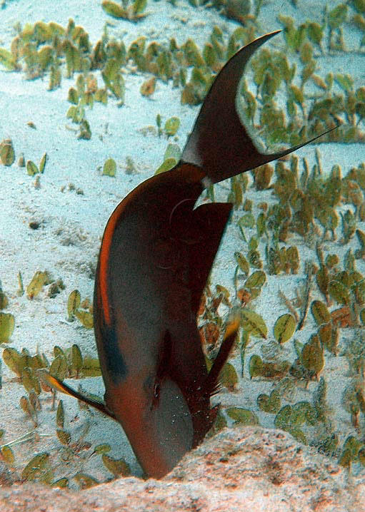 Acanthurus auranticavus